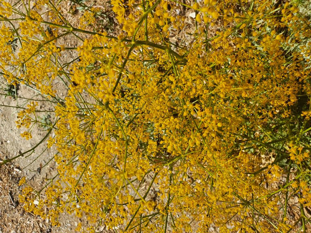 Ferula di Grecia da Identificare